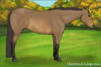 Horse Color:Buckskin 