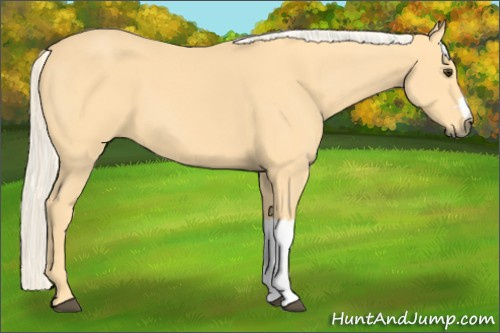 Horse Color: Palomino 