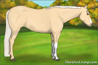 Horse Color:Palomino 