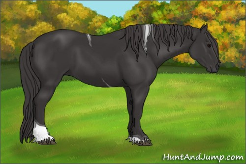 Horse Color: Smoky Black Tobiano 