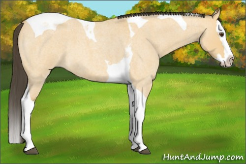 Horse Color: Buckskin Roan Dun Splash Tobiano 