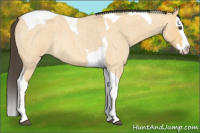 Horse Color:Buckskin Roan Dun Splash Tobiano 