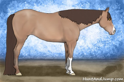 Horse Color: Sable Champagne 