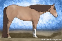 Horse Color:Sable Champagne 