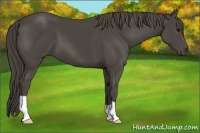 Horse Color:Smoky Black 