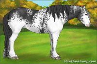 Horse Color:White Spotted Brown Sabino 