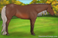 Horse Color:Silver Bay 