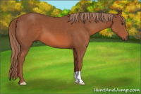 Horse Color:Liver Chestnut 