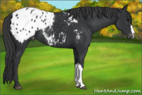 Horse Color:Black Appaloosa