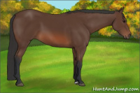 Horse Color:Bay 