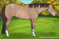 Horse Color:Amber Champagne 