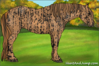 Horse Color:ERROR: UNKNOWN ANOMALY Brindle