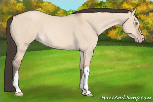 Horse Color: Amber Champagne Dun 