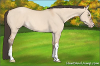Horse Color:Amber Champagne Dun 