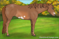 Horse Color:Chestnut Frame 