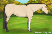 Horse Color:Buckskin Dun 