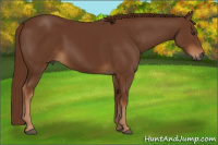 Horse Color:Gray Chestnut 