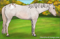 Horse Color:Chestnut Appaloosa 