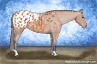 Horse Color:Bay Tobiano Appaloosa