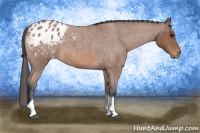 Horse Color:Bay Roan Tobiano Appaloosa 