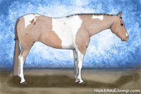 Horse Color:Bay Tobiano Appaloosa 