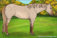Horse Color:Liver Red Dun 