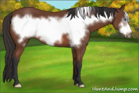 Horse Color:Bay Frame