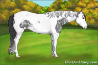 Horse Color:Black Ice Splash Tobiano 