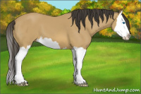 Horse Color:Buckskin Sabino Splash