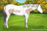 Horse Color:Amber Champagne Roan Splash Tobiano 