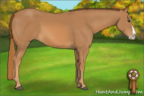 Horse Color: Chestnut Splash 