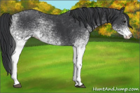 Horse Color:White Spotted Black Rabicano 