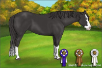 Horse Color:Smoky Black Splash 