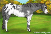 Horse Color:White Spotted Black Frame Appaloosa