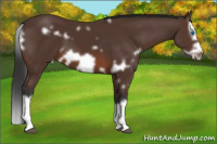 Horse Color:White Spotted Brown Splash Frame 