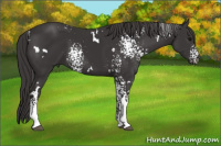 Horse Color:White Spotted Smoky Black