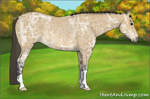 Horse Color: Buckskin Ice Rabicano 