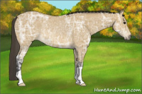 Horse Color:Buckskin Ice Rabicano 