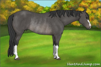 Horse Color:Black Rabicano