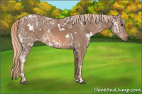 Horse Color:White Spotted Chestnut Ice 