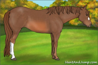 Horse Color:Liver Chestnut 