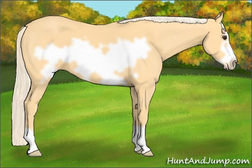 Horse Color: Palomino Frame 