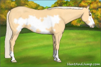 Horse Color:Palomino Frame 