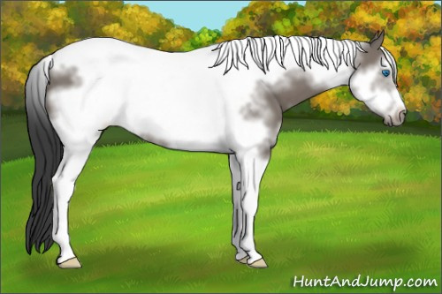 Horse Color: Grullo Sabino Tobiano Frame 
