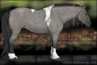 Horse Color:Grullo Roan Tobiano
