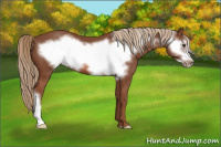Horse Color:Liver Chestnut Frame 