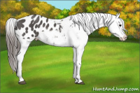 Horse Color:Brown Appaloosa