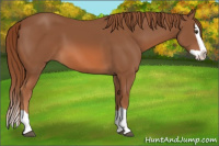Horse Color:Liver Chestnut Splash