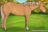 Horse Color:Chocolate Palomino 