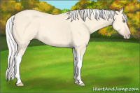 Horse Color:Silver Amber Cream Champagne Dun Tobiano Rabicano 